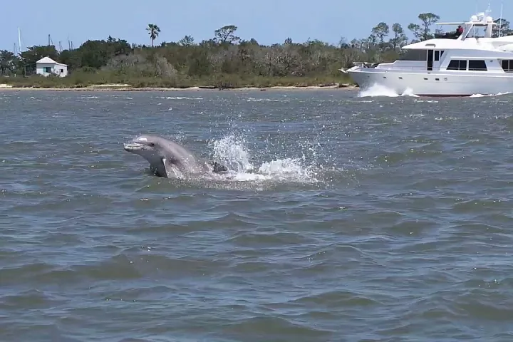 Dolphin jumping out of water