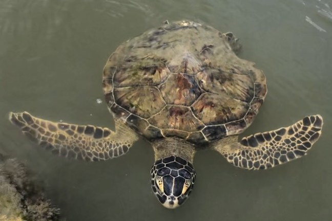 a turtle in the water
