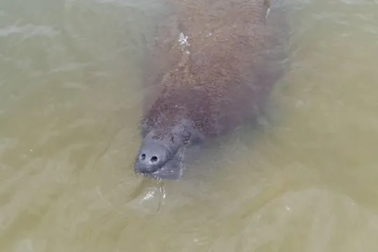 a fish swimming under water