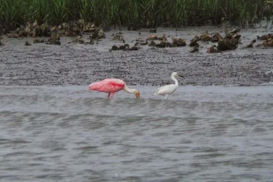 a flock of seagulls standing next to a body of water