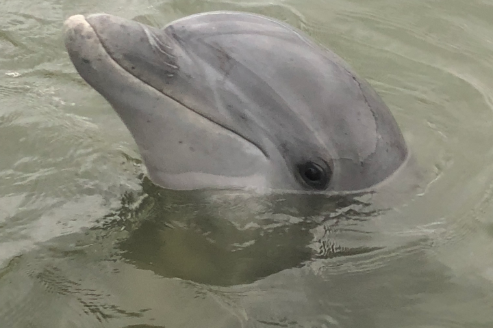 Dolphin head poking out of water