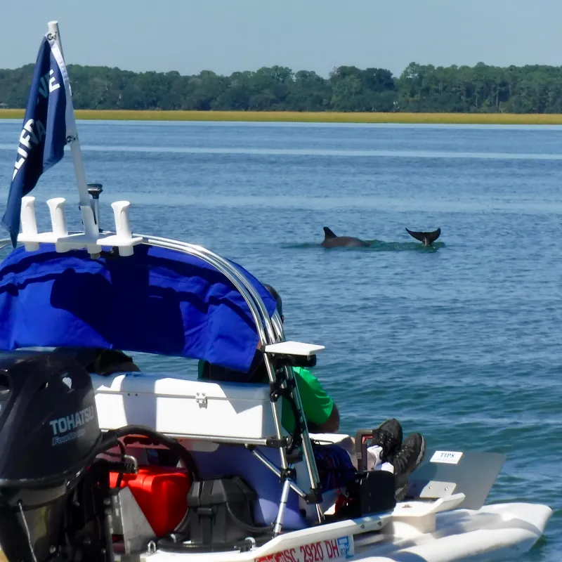 Catamaran watching dolphins from a distance
